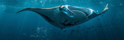 Banner Indeba